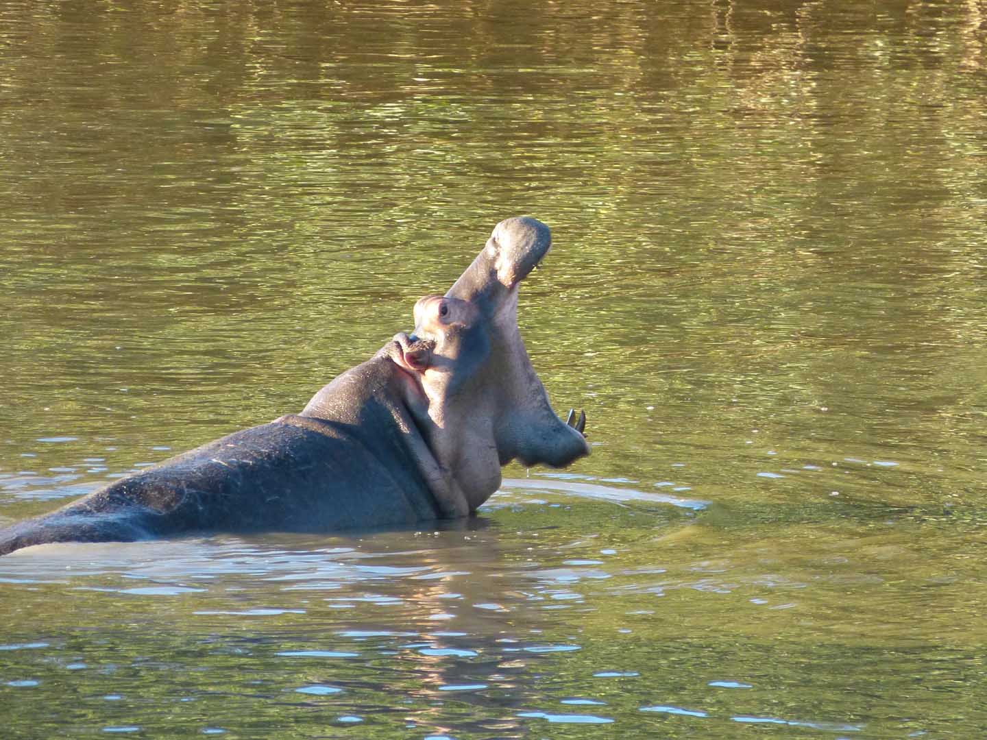 Hippo at St Lucia